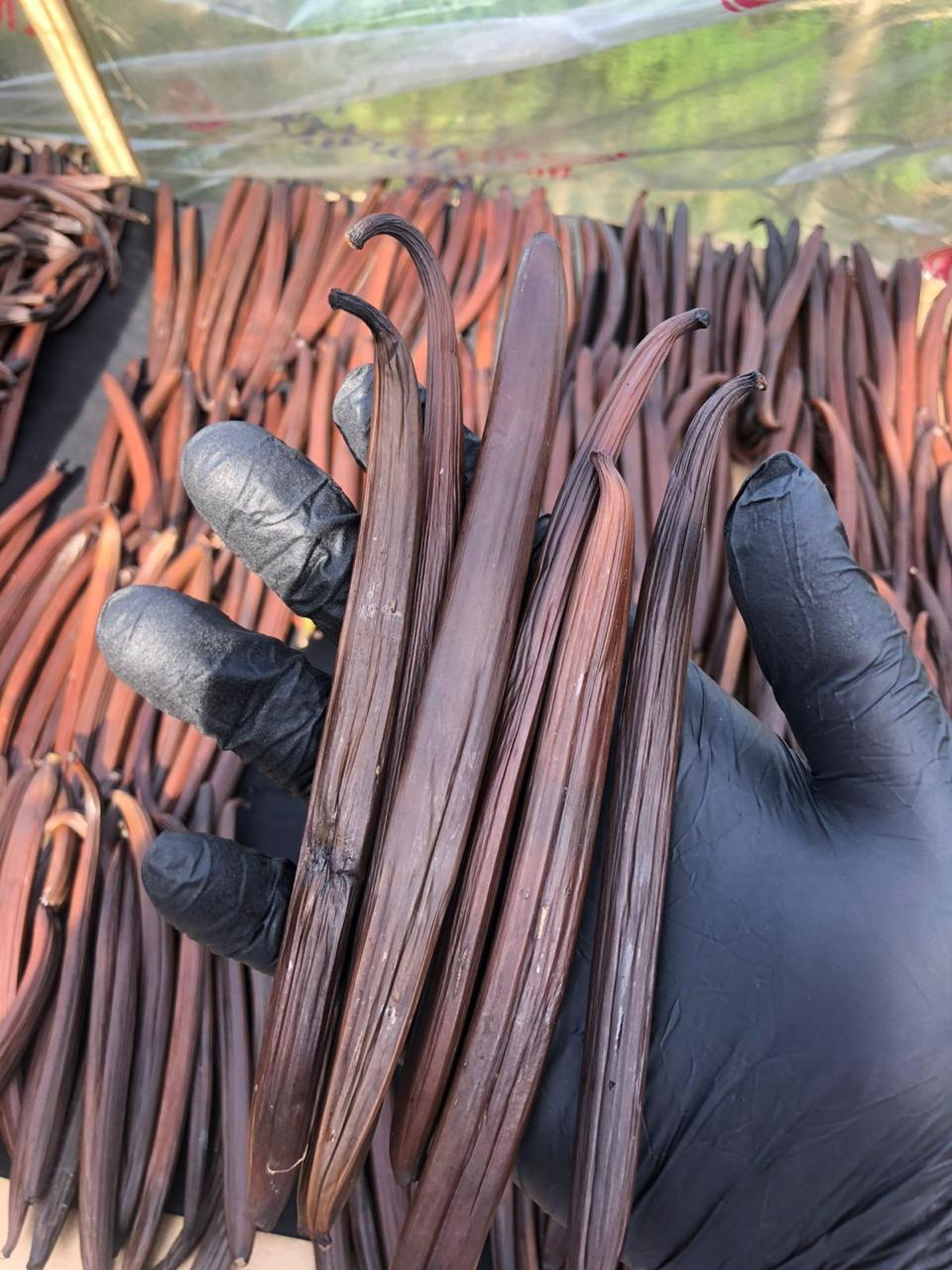 Tahitensis Gourmet Vanilla Beans